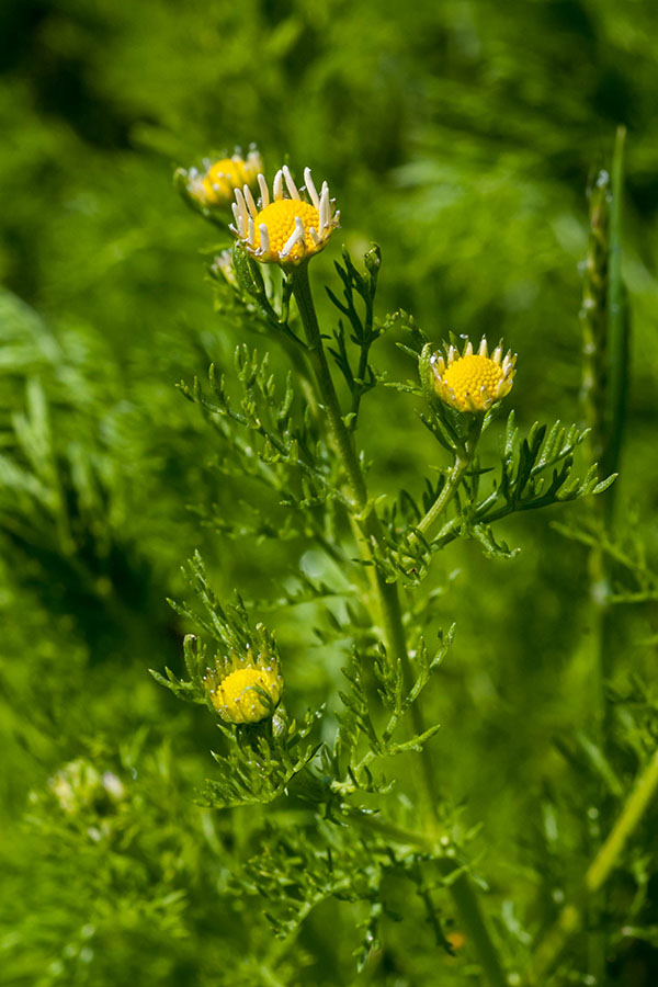 Matricaria chamomilla (e forse altro)